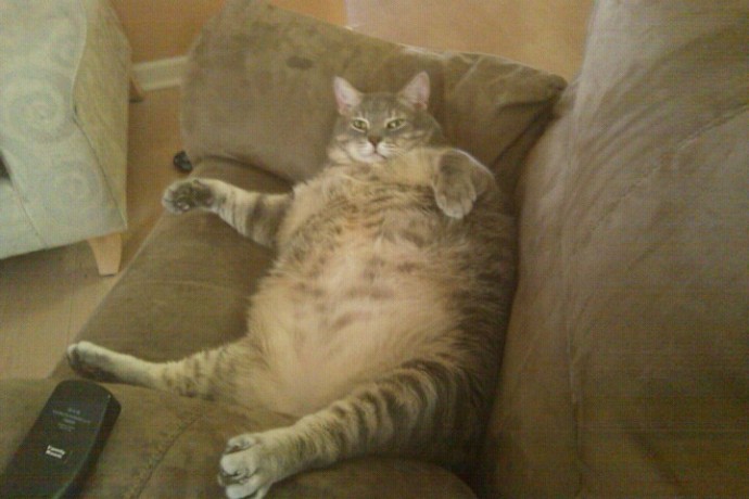 20-huge-cats-who-are-clearly-not-kittens-anymore-06