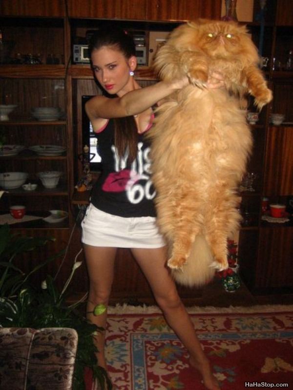 20-huge-cats-who-are-clearly-not-kittens-anymore-08