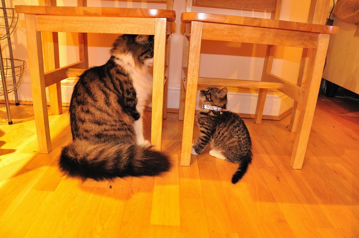 20-huge-cats-who-are-clearly-not-kittens-anymore-10