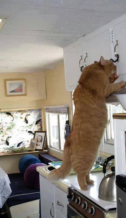 20-huge-cats-who-are-clearly-not-kittens-anymore-11