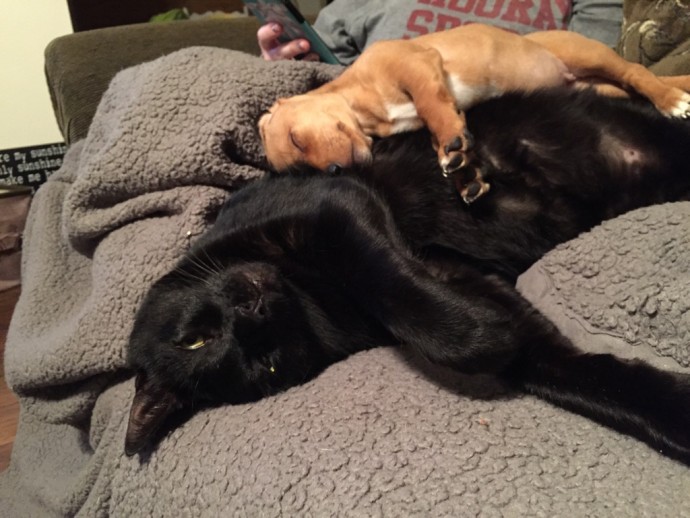 20-huge-cats-who-are-clearly-not-kittens-anymore-13