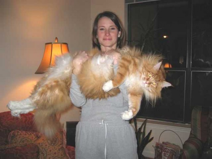 20-huge-cats-who-are-clearly-not-kittens-anymore-14