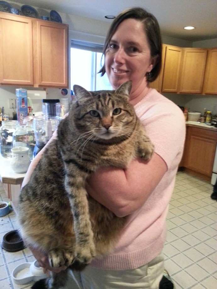 20-huge-cats-who-are-clearly-not-kittens-anymore-15