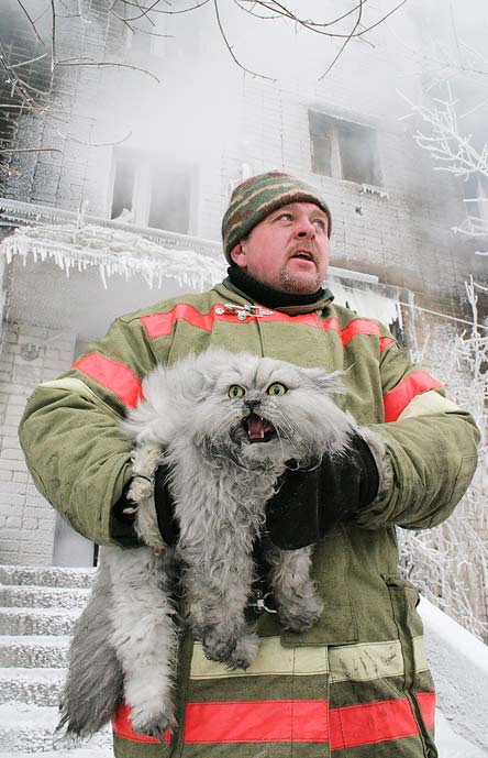20-huge-cats-who-are-clearly-not-kittens-anymore-17