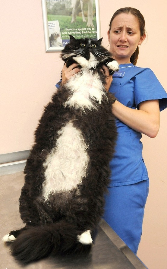 20-huge-cats-who-are-clearly-not-kittens-anymore-18