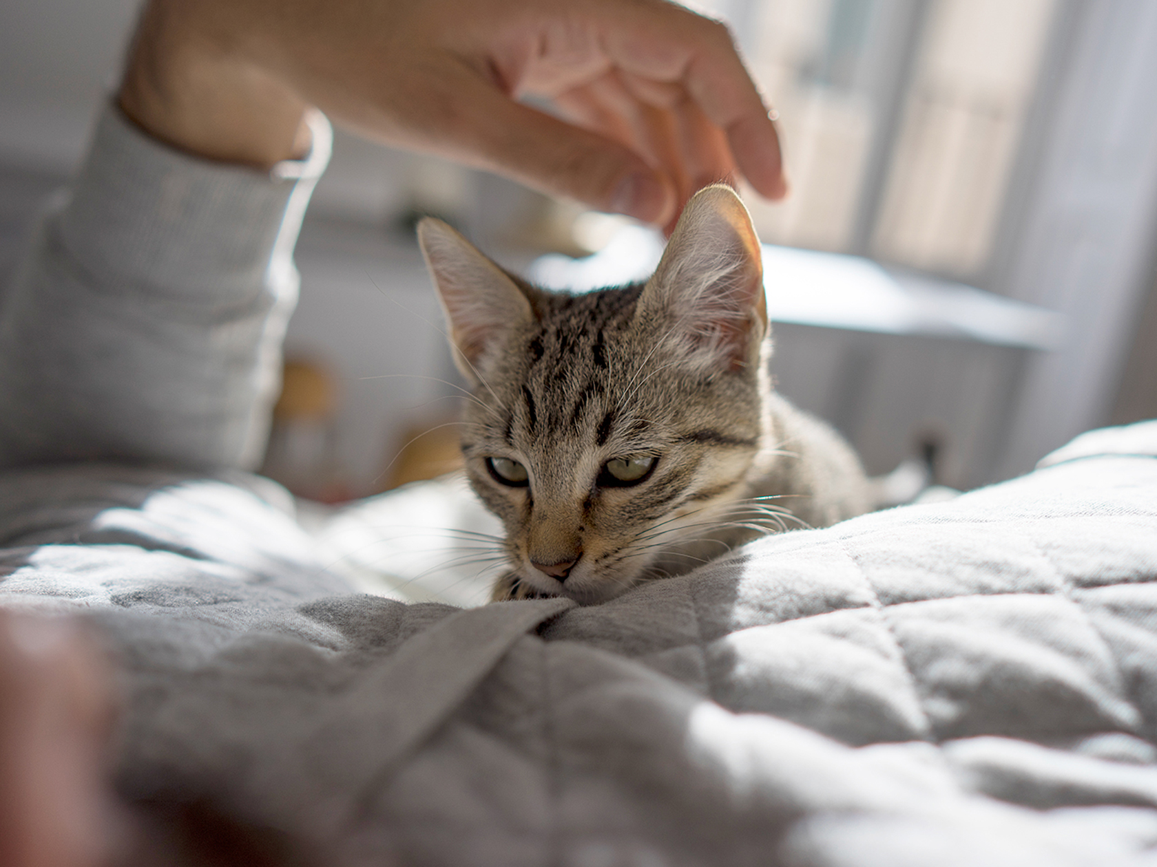 Why Your Cat Sleeps Right On Top of You · The Wildest
