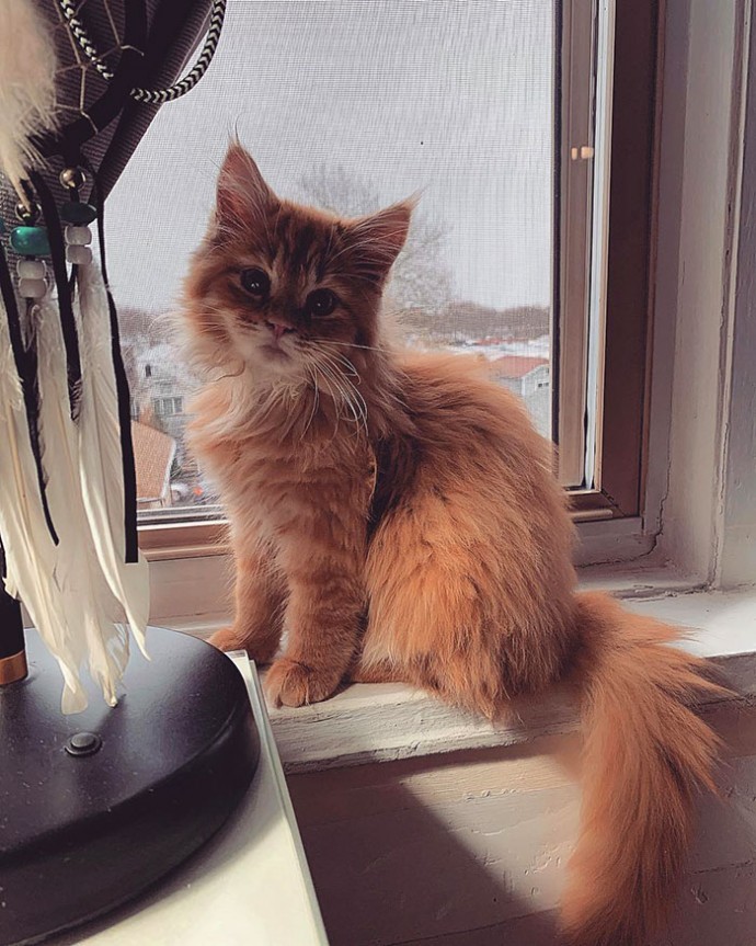 28-tiny-maine-coon-kittens-that-are-actually-giants-in-the-making-01