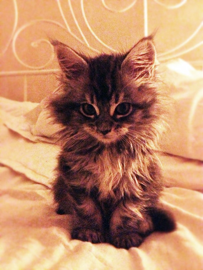 28-tiny-maine-coon-kittens-that-are-actually-giants-in-the-making-02
