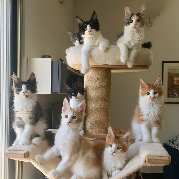 28-tiny-maine-coon-kittens-that-are-actually-giants-in-the-making-03