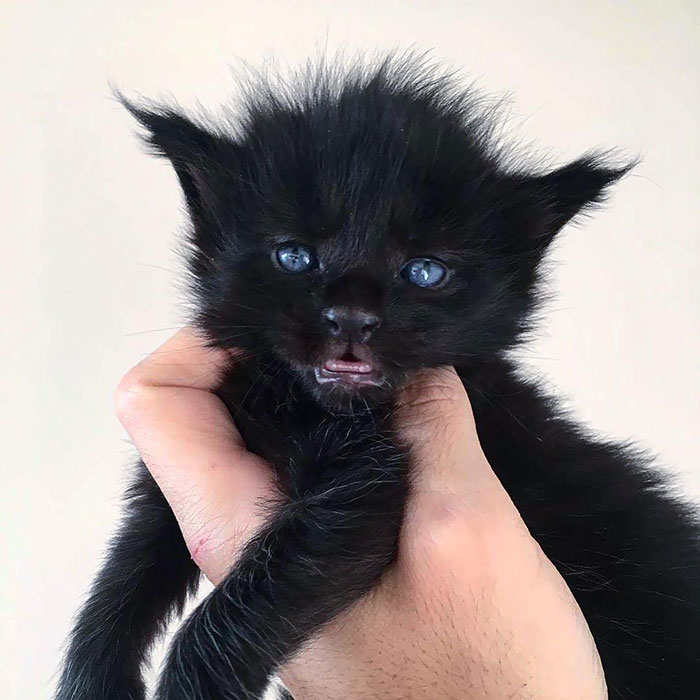 28-tiny-maine-coon-kittens-that-are-actually-giants-in-the-making-04