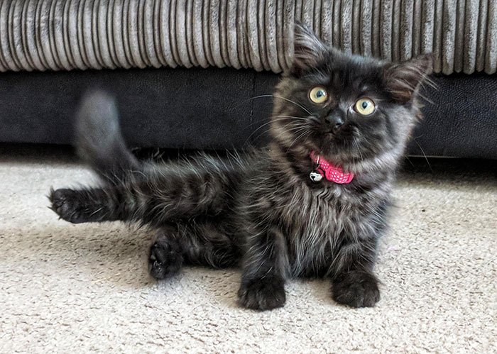 28-tiny-maine-coon-kittens-that-are-actually-giants-in-the-making-05