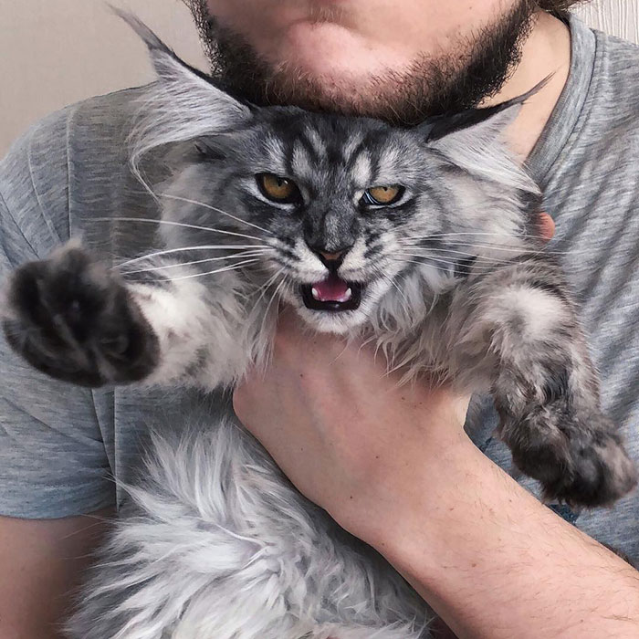 28-tiny-maine-coon-kittens-that-are-actually-giants-in-the-making-06