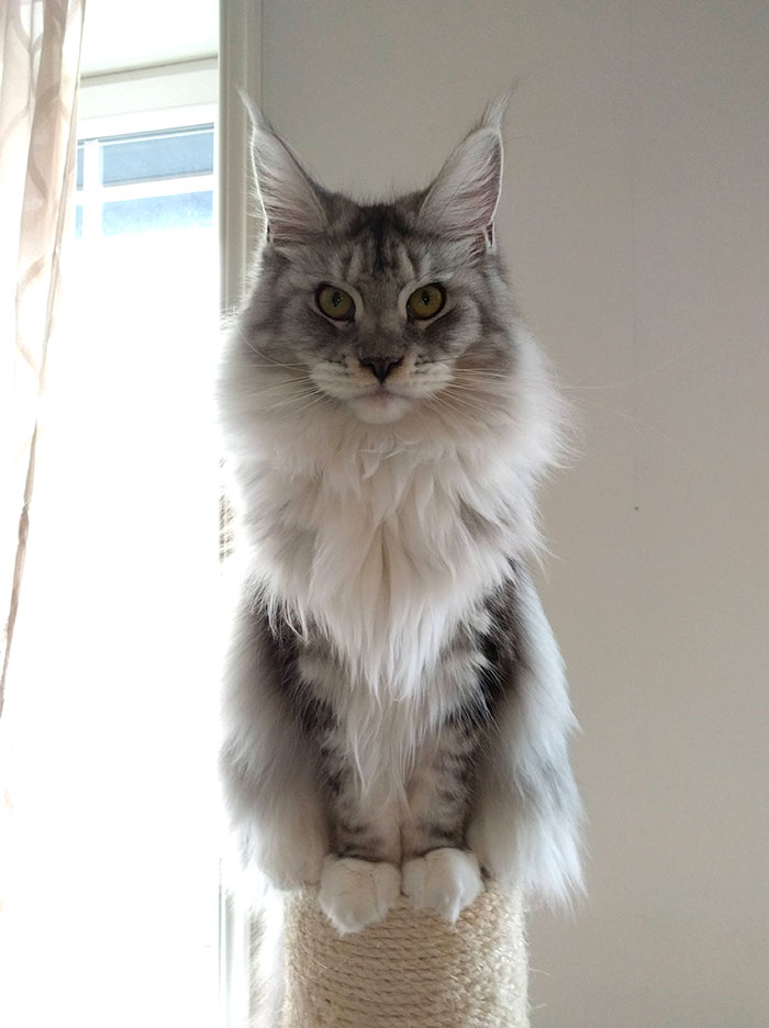 28-tiny-maine-coon-kittens-that-are-actually-giants-in-the-making-07