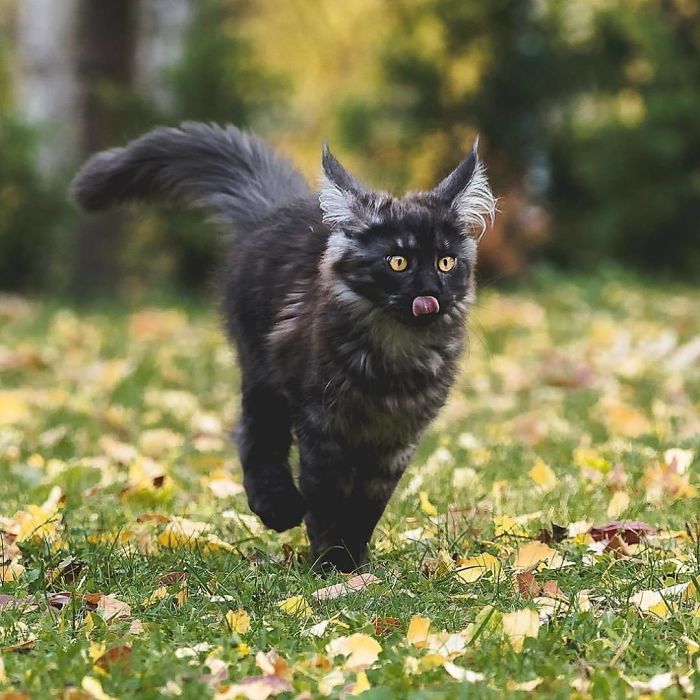 28-tiny-maine-coon-kittens-that-are-actually-giants-in-the-making-08