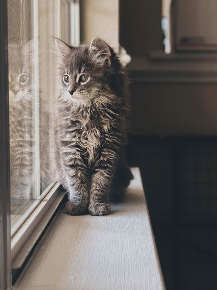 28-tiny-maine-coon-kittens-that-are-actually-giants-in-the-making-09