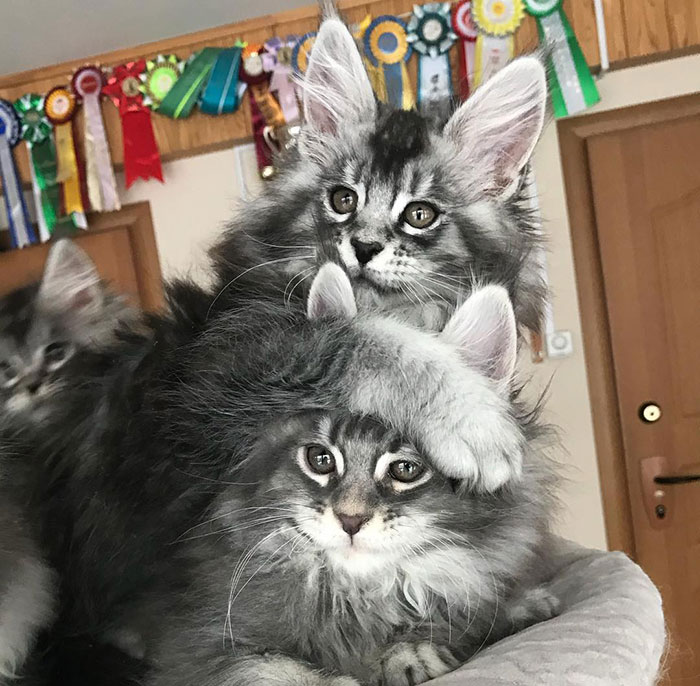 28-tiny-maine-coon-kittens-that-are-actually-giants-in-the-making-10