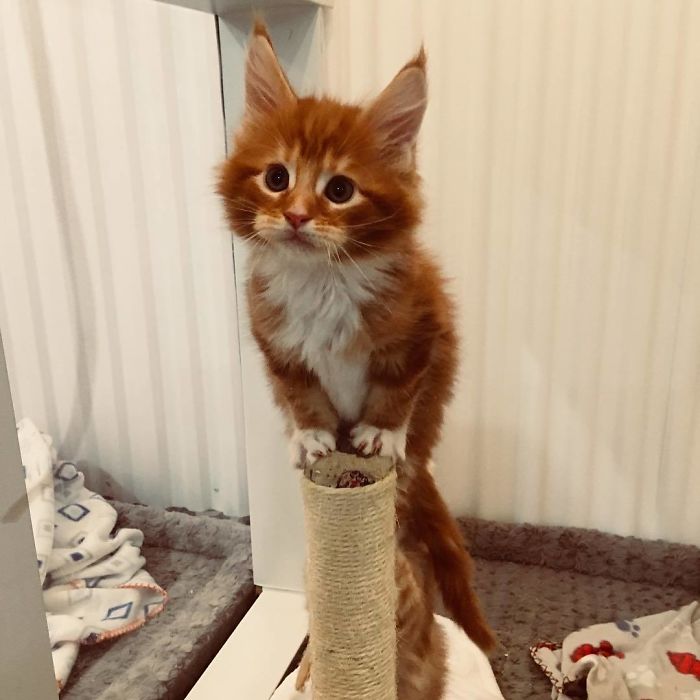 28-tiny-maine-coon-kittens-that-are-actually-giants-in-the-making-11