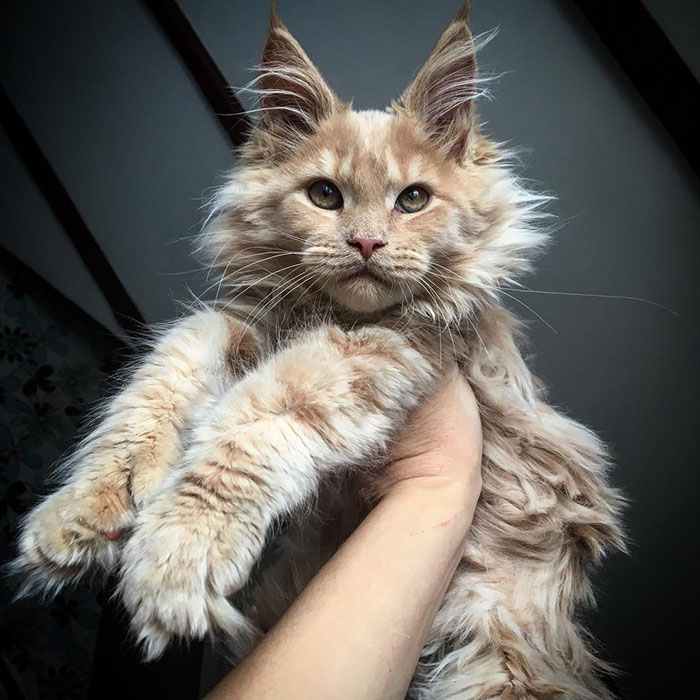 28-tiny-maine-coon-kittens-that-are-actually-giants-in-the-making-12