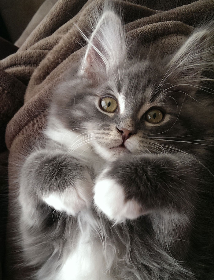 28-tiny-maine-coon-kittens-that-are-actually-giants-in-the-making-13