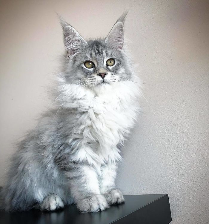 28-tiny-maine-coon-kittens-that-are-actually-giants-in-the-making-14