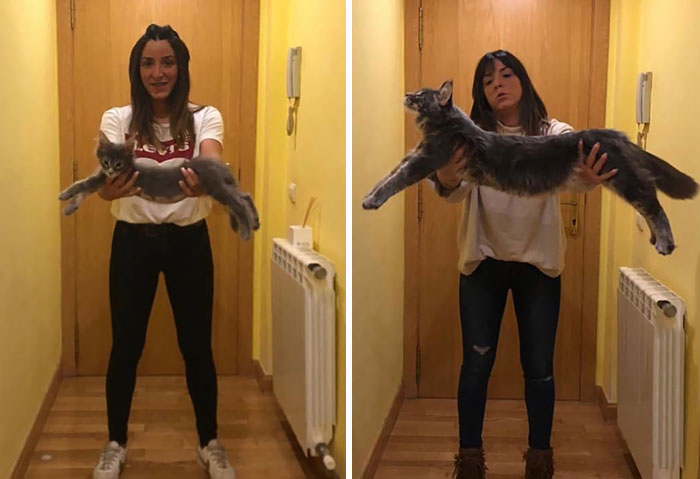 28-tiny-maine-coon-kittens-that-are-actually-giants-in-the-making-15