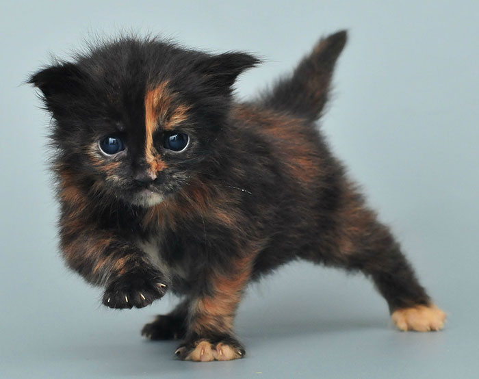 28-tiny-maine-coon-kittens-that-are-actually-giants-in-the-making-16