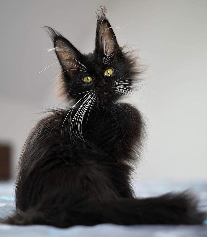 28-tiny-maine-coon-kittens-that-are-actually-giants-in-the-making-18