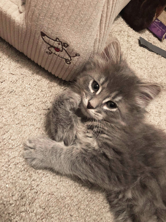 28-tiny-maine-coon-kittens-that-are-actually-giants-in-the-making-19