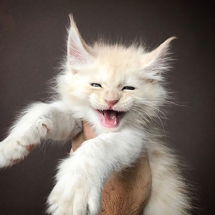 28-tiny-maine-coon-kittens-that-are-actually-giants-in-the-making-20
