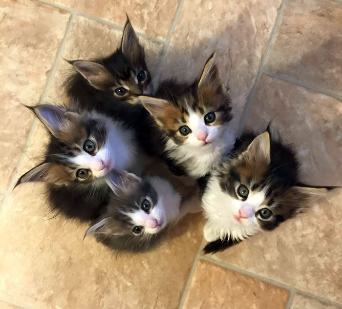 28-tiny-maine-coon-kittens-that-are-actually-giants-in-the-making-21
