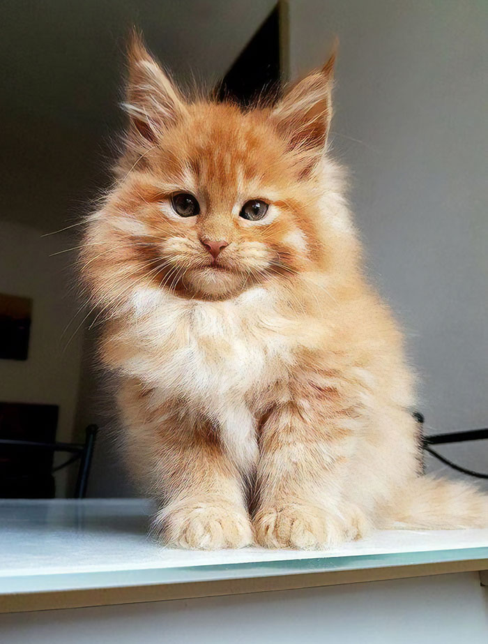 28-tiny-maine-coon-kittens-that-are-actually-giants-in-the-making-22