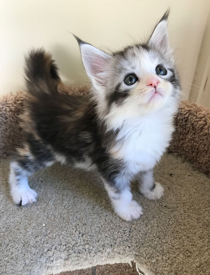 28-tiny-maine-coon-kittens-that-are-actually-giants-in-the-making-23