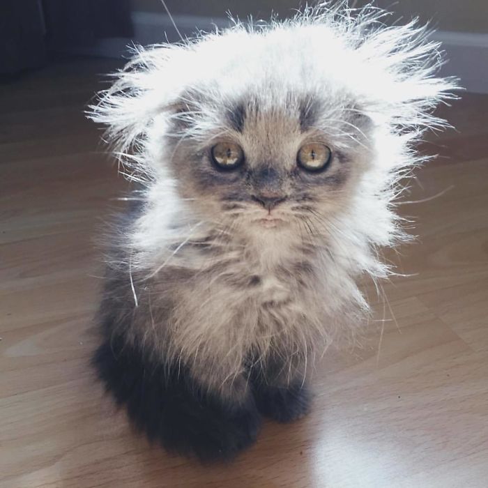 28-tiny-maine-coon-kittens-that-are-actually-giants-in-the-making-24