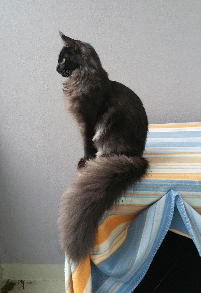 28-tiny-maine-coon-kittens-that-are-actually-giants-in-the-making-25