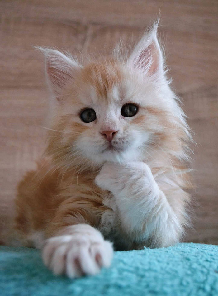 28-tiny-maine-coon-kittens-that-are-actually-giants-in-the-making-27