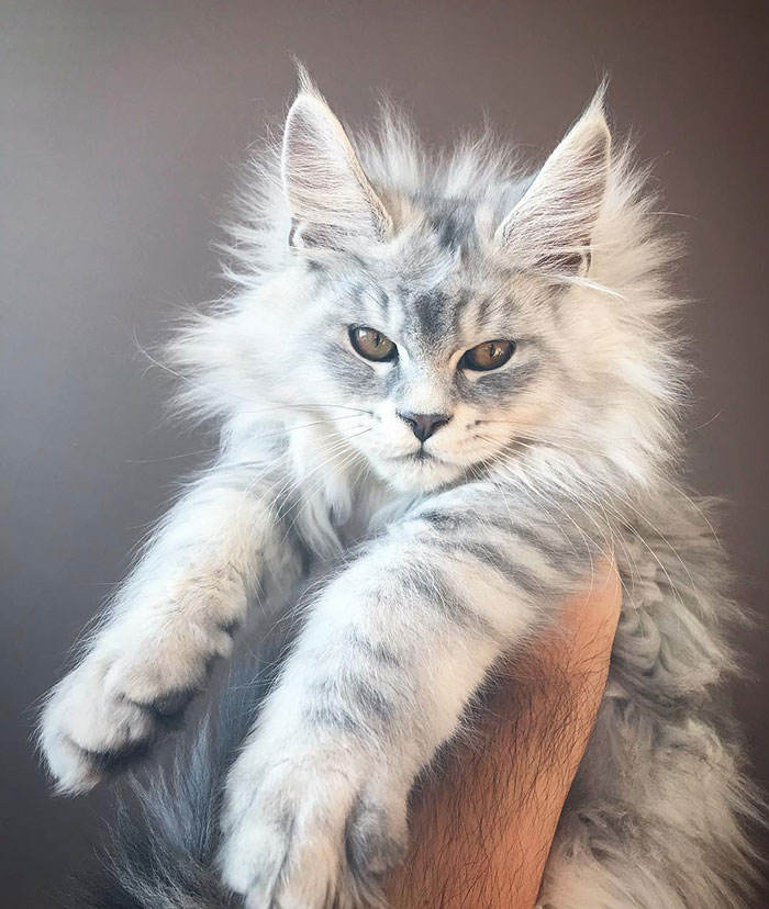 28-tiny-maine-coon-kittens-that-are-actually-giants-in-the-making-28