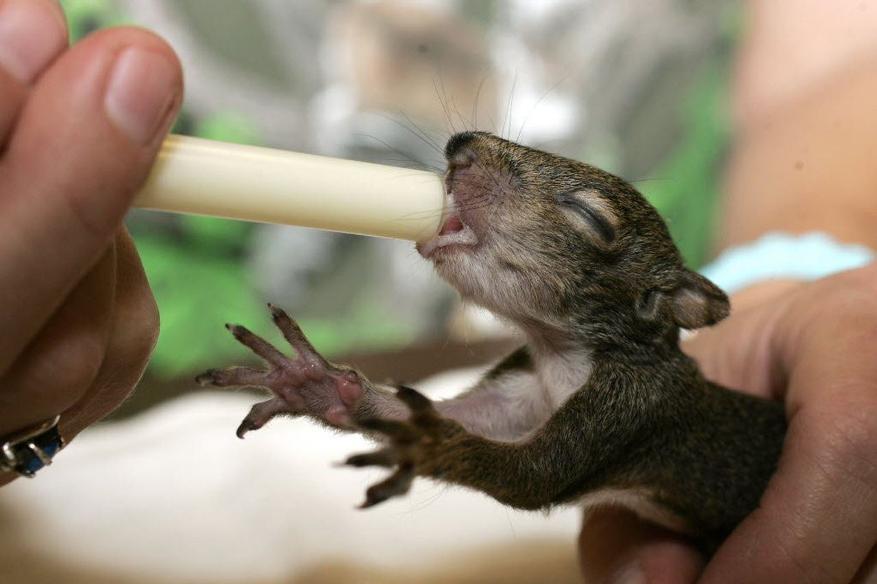 Baby squirrel feeding classes set in Mobile (with awww cute photos) - al.com