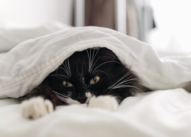 Should You Let Your Cat Sleep in Bed With You? - PureWow