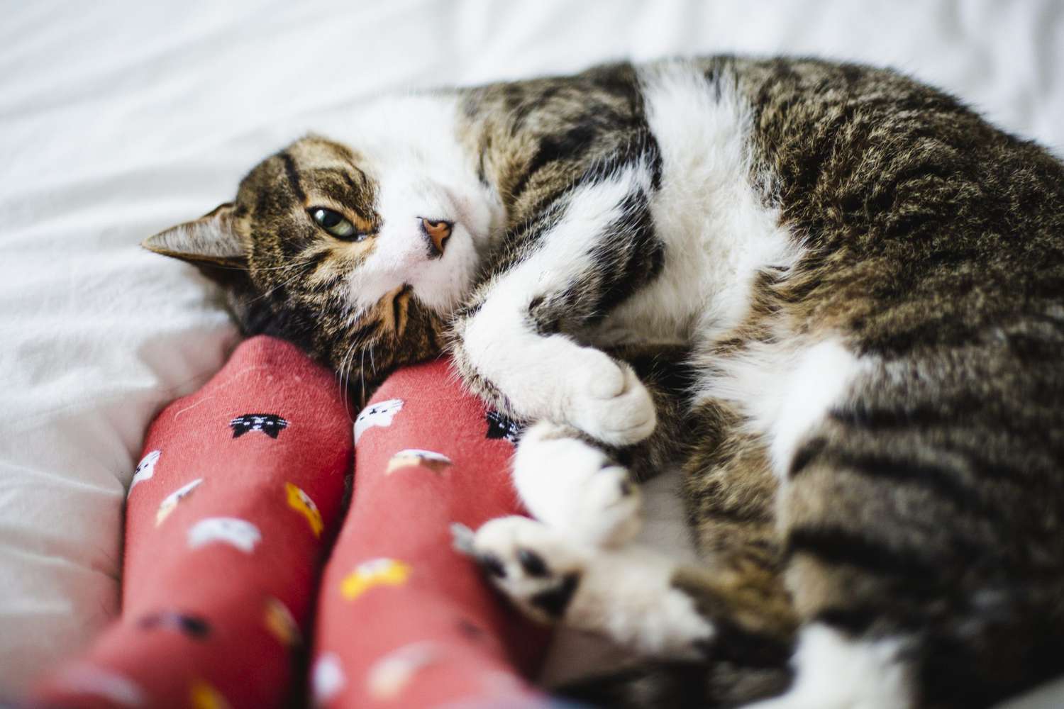 Why Do Cats Sleep at Your Feet?