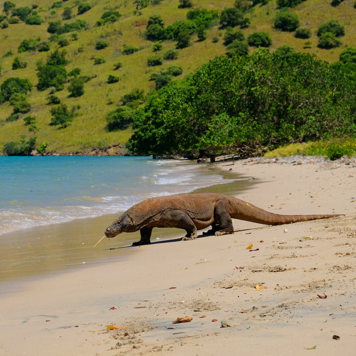 It Now Costs $250 To See A Real-Life Dragon, Here's Why | TravelAwaits