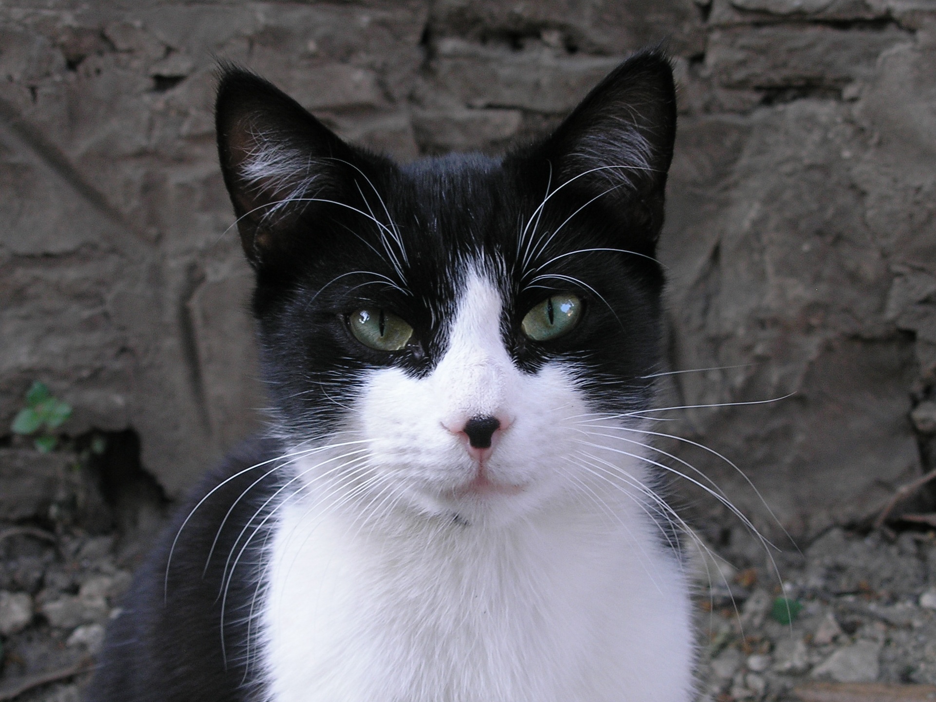 65+] Black And White Cat Wallpaper - WallpaperSafari