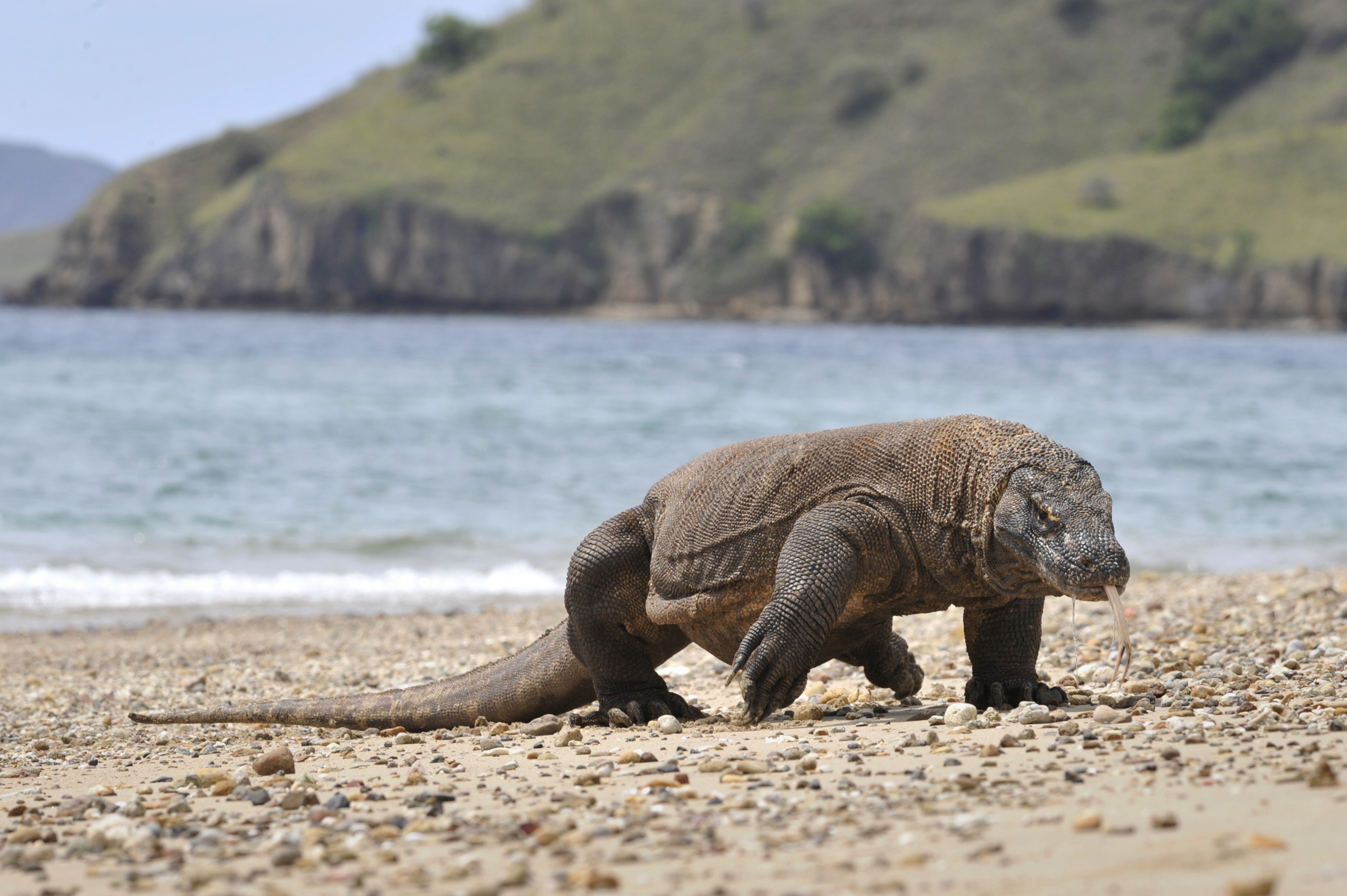 Komodo Dragons Threatened By Climate Change, Report Says : NPR