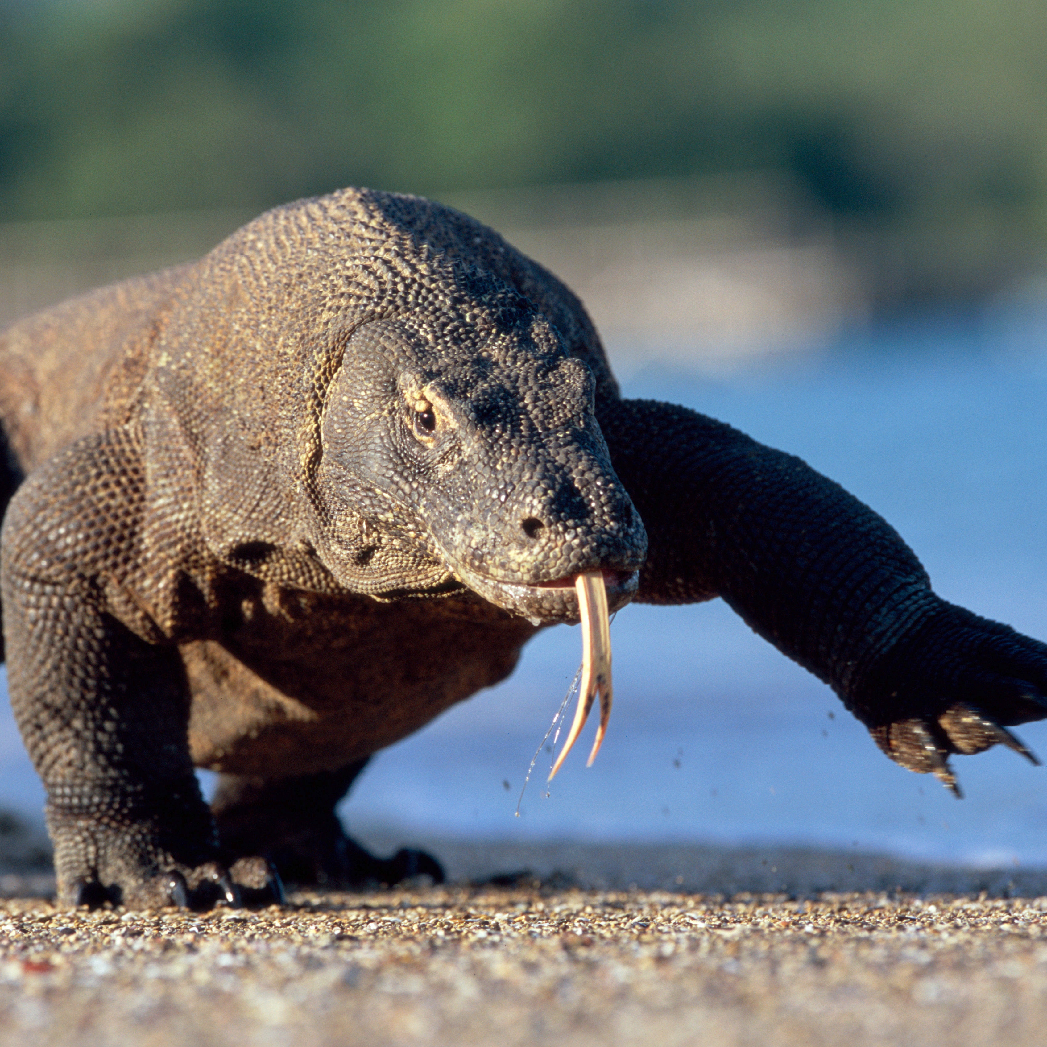 Komodo Dragon Bites Tourist Trying to Take Photos | Condé Nast Traveler