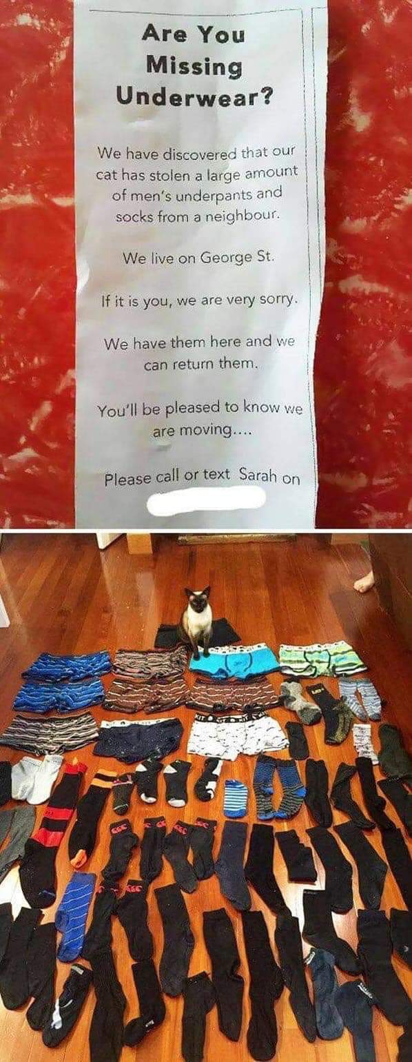 hilarious-struggles-cat-owners-will-totally-understand-new-pics-01-1