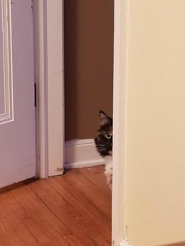hilarious-struggles-cat-owners-will-totally-understand-new-pics-01-12
