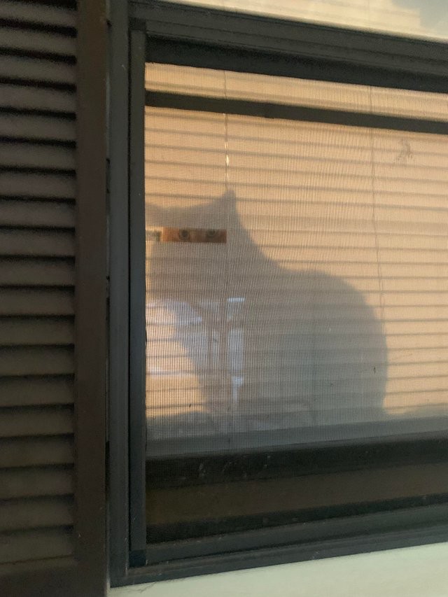 hilarious-struggles-cat-owners-will-totally-understand-new-pics-01-17