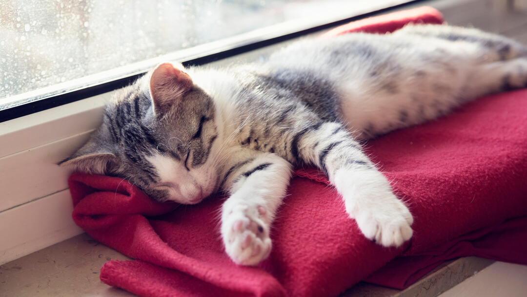 Revealed: How Long Do Cats Sleep? | Purina