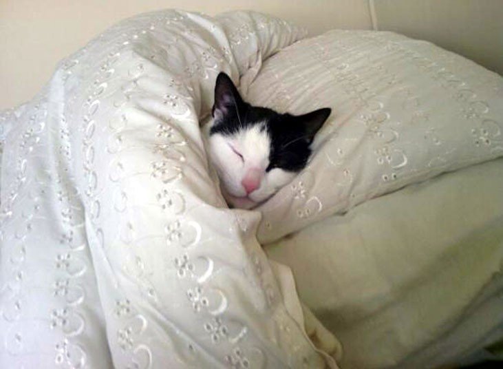 Do you let your cat sleep in your bed with you at night? | TheCatSite