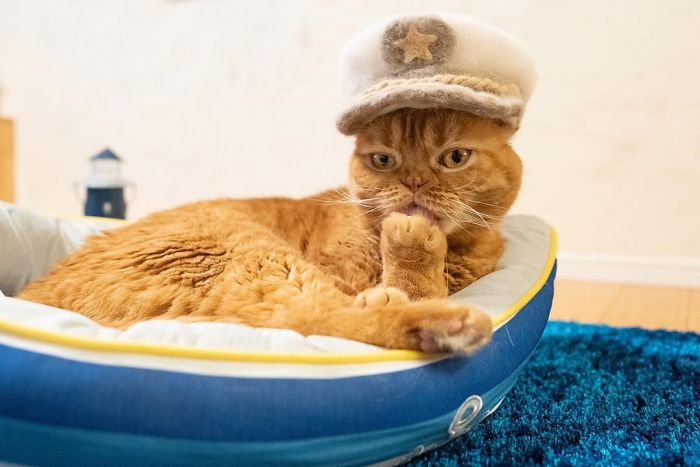 japanese-artist-creates-tiny-hats-made-out-of-his-cats-shed-fur-and-the-results-go-viral-on-instagram-03