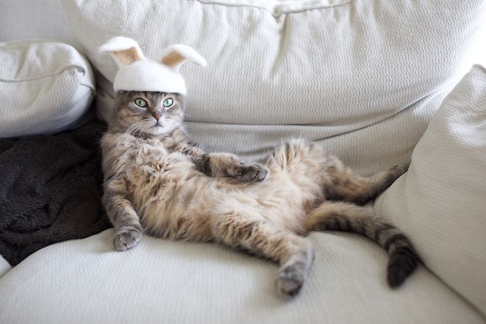 japanese-artist-creates-tiny-hats-made-out-of-his-cats-shed-fur-and-the-results-go-viral-on-instagram-07